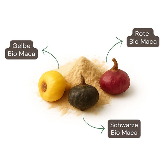 Maca Bio Tricolore – composition et ingrédients (maca jaune, noire et rouge)