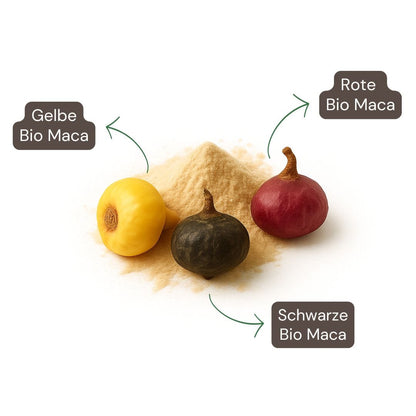 Maca Bio Tricolore – composition et ingrédients (maca jaune, noire et rouge)